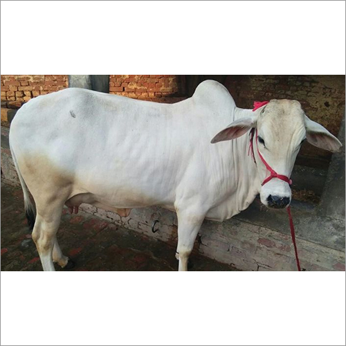 White Dairy Tharparkar Cow