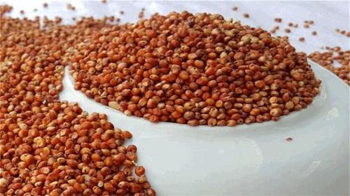 10. RED SORGHUM (JOWAR)