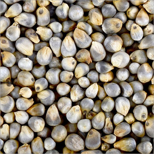 Natural Pearl Millet Seeds