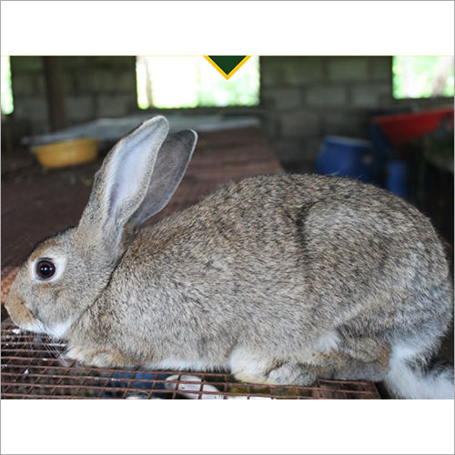 Soviet Chinchilla Rabbit