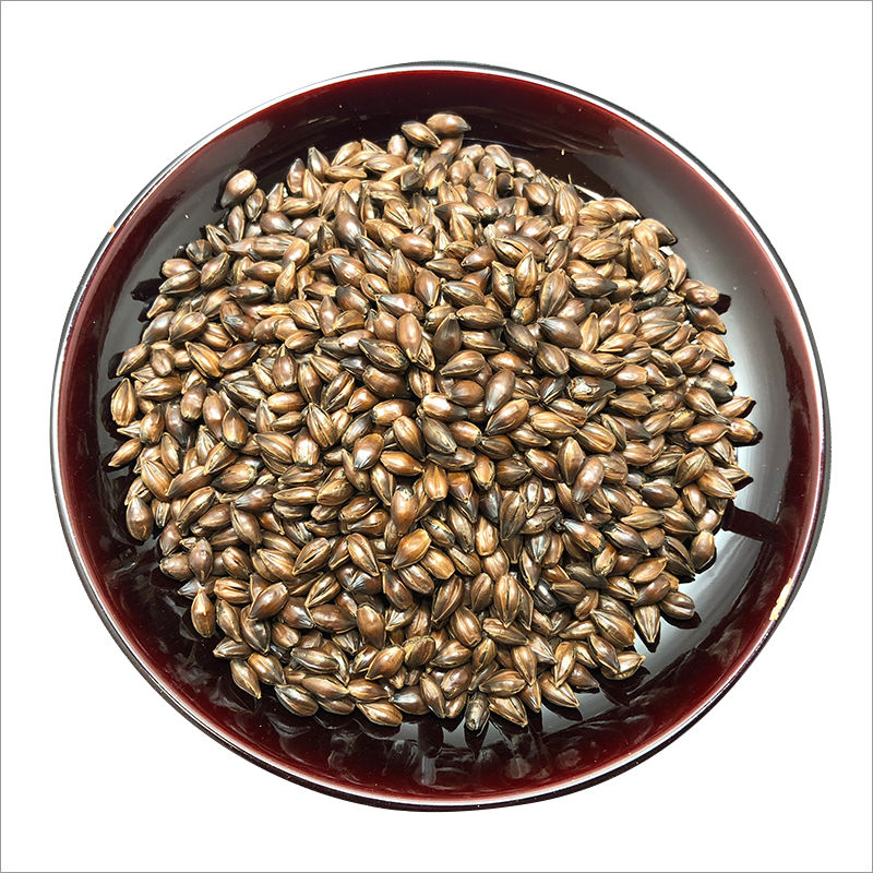 Brown Fresh Roasted Barley Grain For Barley Tea