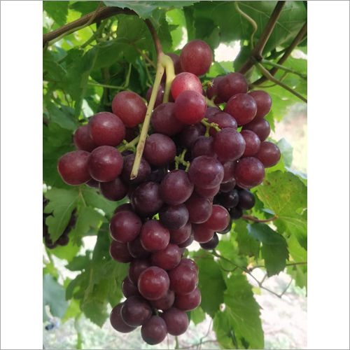 Natural Red Grapes