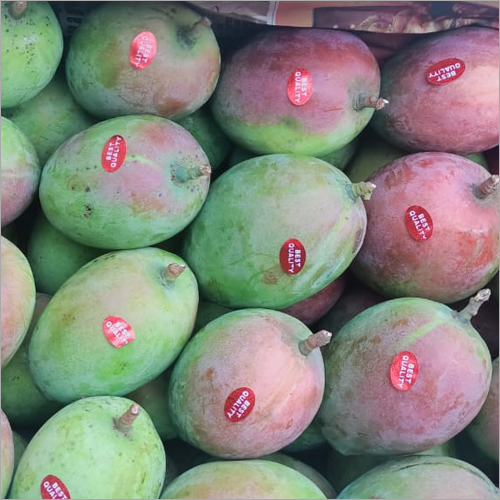 Fresh Green Mango By SAMBHA AGRO FARMERS PRODUCER COMPANY LIMITED