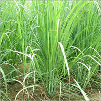 Pure Lemongrass Oil