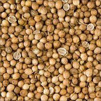 Fresh Coriander Seeds