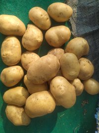 Fresh Potato