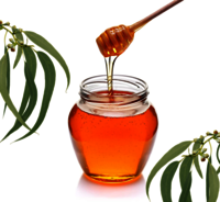 Eucalyptus (Nilgiri) Honey