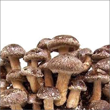Common Fresh Shiitake Mushroom
