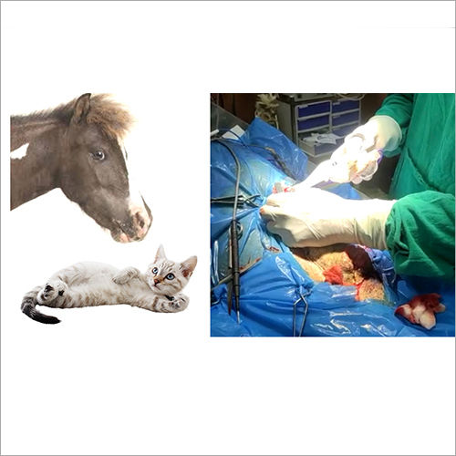 Veterinary and Equine Surgery