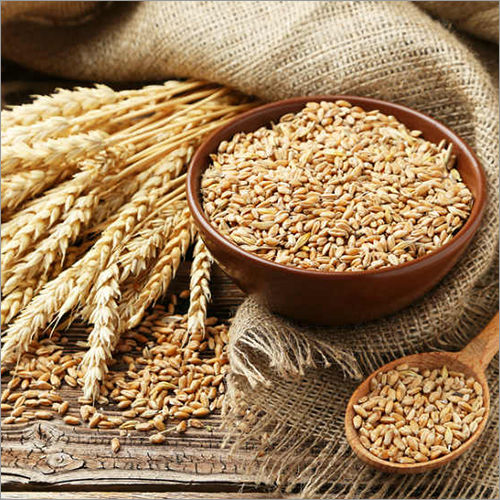 Golden Wheat Grain