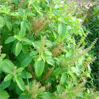 Tulsi Leaves - Small Ovate Green Leaves | Smooth Texture, Grows in Warm Climate, Harvests in 6-8 Weeks