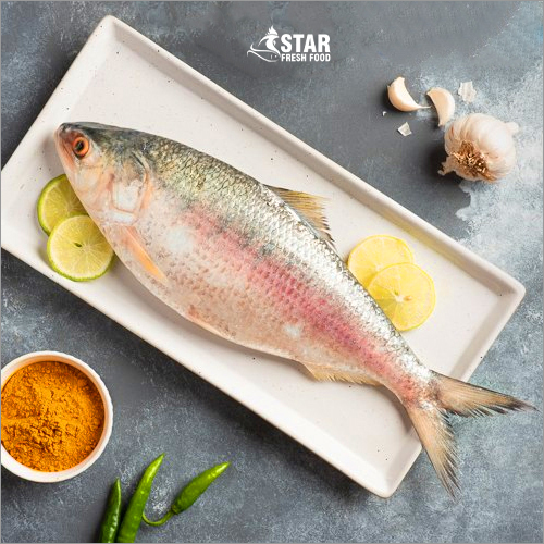 1.6kg to 1.7kg Hilsa Whole Fish By STAR FRESH FOOD