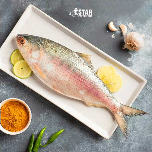 1.6kg to 1.7kg Hilsa Whole Fish