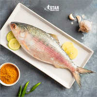 1.6kg to 1.7kg Hilsa Whole Fish