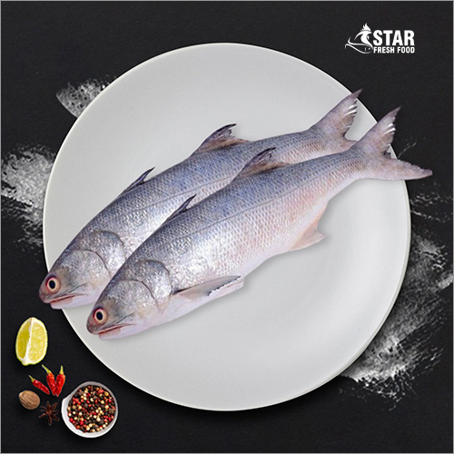 700g to 1.9kg Indian Salmon Whole Fish