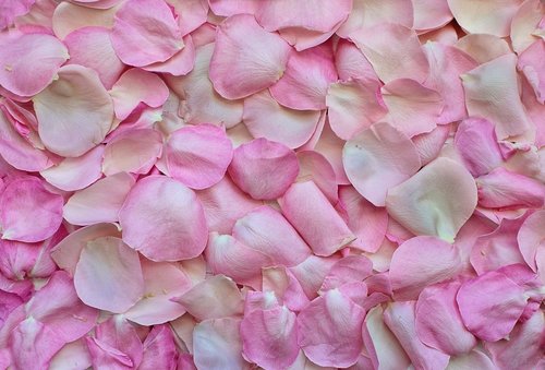 CEC Rose Petal Flavour