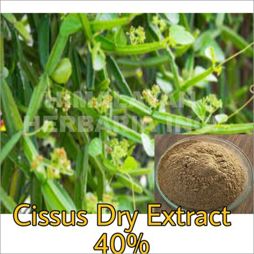 40 Percent Cissus Quadrangularis Extract By HIMALAYAN HERBARIA INC.