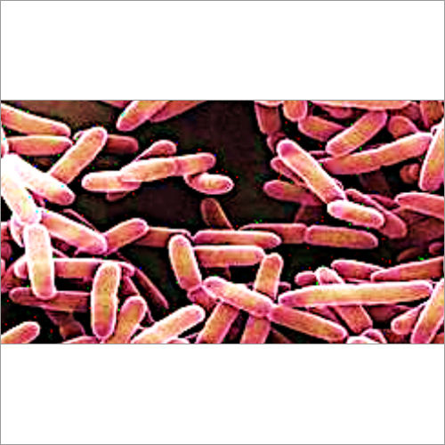 Bacillus Amyloliquefaciens At Best Price In Nashik, Maharashtra | Sk ...