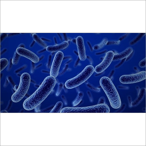 Bacillus licheniformis