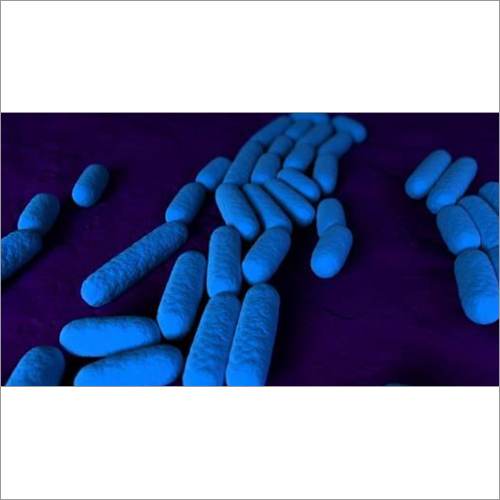 Bacillus Pumilus