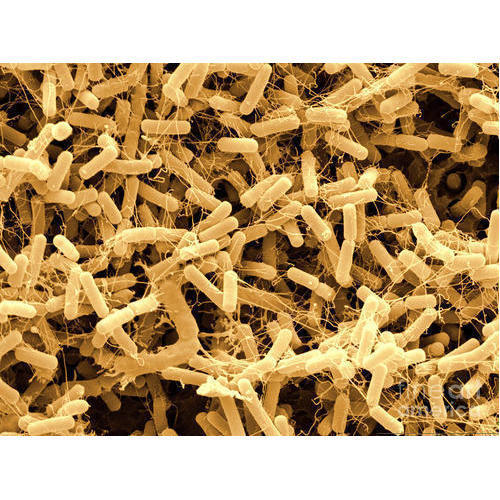 Bacillus Coagulans