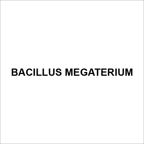 Bacillus Megaterium
