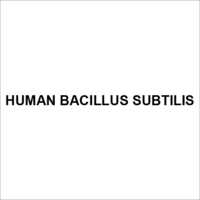 Human Bacillus Subtilis