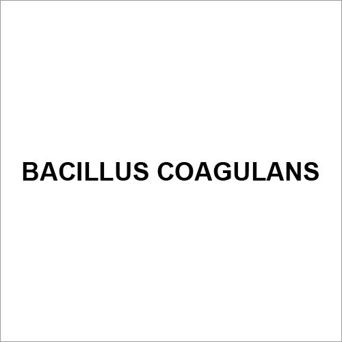 Bacillus Coagulans