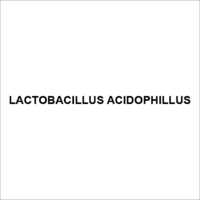 Lactobacillus Acidophillus