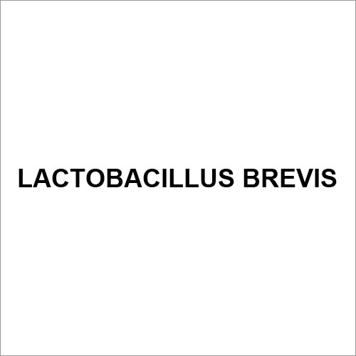 Lactobacillus Brevis