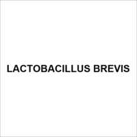 Lactobacillus Brevis