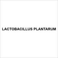 Lactobacillus Plantarum