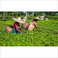 Darjeeling Tea Leaf