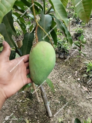 Katimoni Mango Plant
