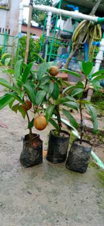Fruit Plant