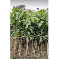 Green Amrapali Mango Plant
