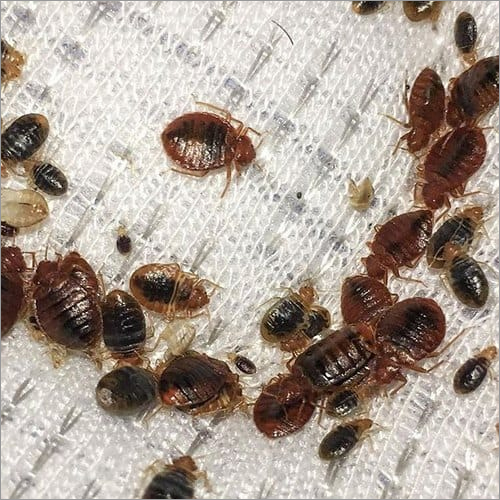 Residential Cockroch Pest Control Services