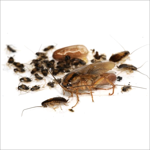 Mosquito Pest Control Services