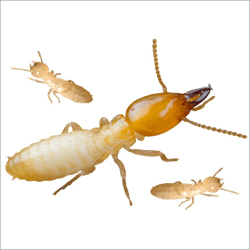 Termite Control Services