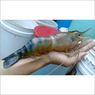 Golda Golda Chingri Chati Prawn Seed Giant Prawn Shrimp