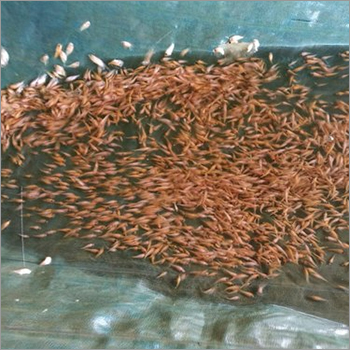 Cyprinus Fish Seed