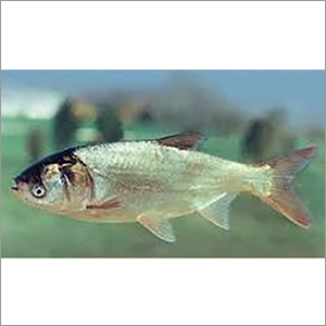 Silver Carp Fish Seed