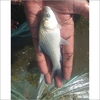 Catla Fish Seed