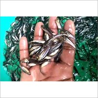 Pangasius P Bocourti Fish