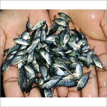 Monosex Tilapia Fish Seed