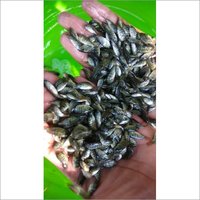 Monosex Tilapia Fish Seed