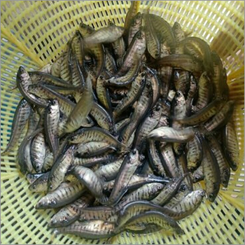 Chital Peti Chital Fish Seed