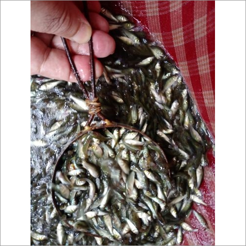 Rohu Fish Seeds Labio Rohita