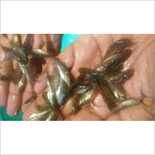 Gulsha Tangra Fish Seed