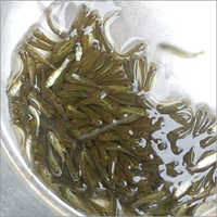 Grass Carp Fish Seed